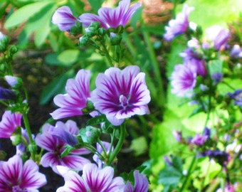 30 Seeds-Rare Hollyhock Zebrina Flower Seeds-pv456-Zebra Mallo-Malva Sylvestris-Excellent Perennial-French Hollyhock-Zebra Hollyhock