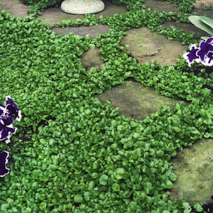 1000 Seeds Dichondra Repens Plant-Kidney Weed Lawn Leaf-PV259-Dichondra Pony Foot-Beautiful Perennial image 2