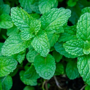 May include: Close-up of vibrant green mint leaves, showcasing the intricate details of the foliage. The leaves are fresh and lush, with a natural, organic texture.