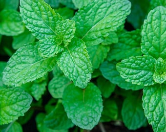 Semi Di Menta Piperita - Batlle | Per Aromatiche Da Giardino O Vaso (40-50 Cm) - Foto 4