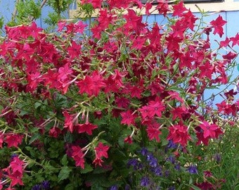 Puede incluir: Un arbusto vibrante de flores rojas con hojas verdes. Las flores están en plena floración y tienen una apariencia delicada en forma de estrella.