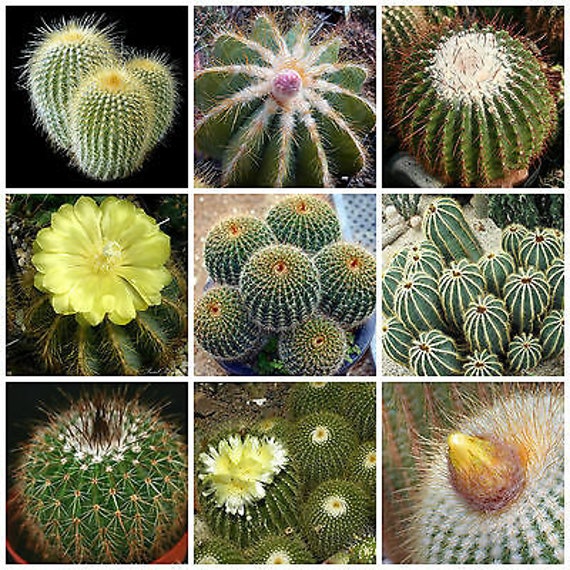30 Seeds- Eriocactus Cactus Mix Seeds-perennial Cactus- Q049 - Etsy Finland