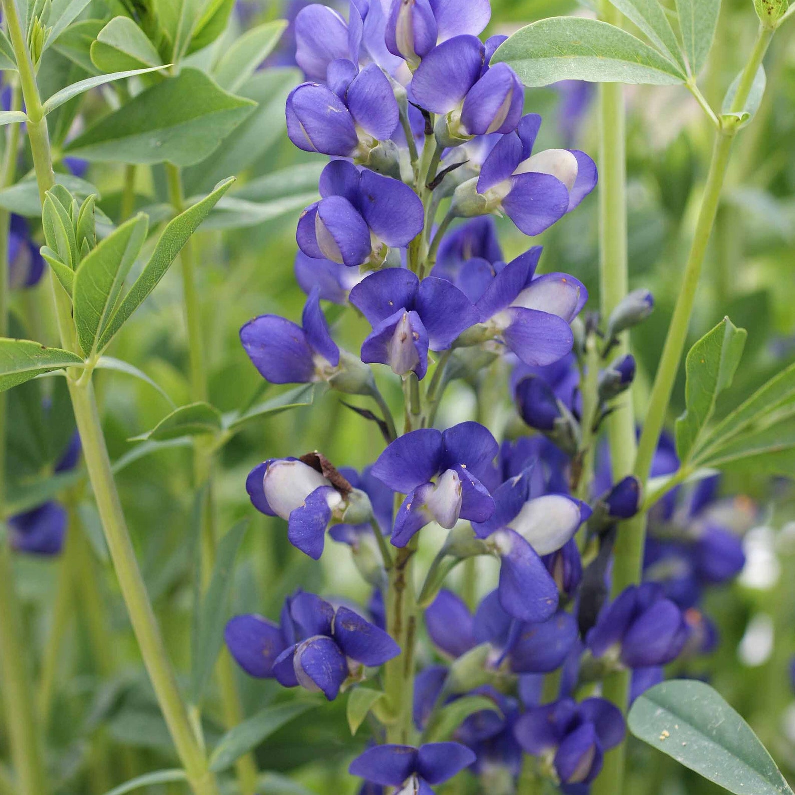 10 SeedsBlue False Indigo WildflowerBaptisia Etsy