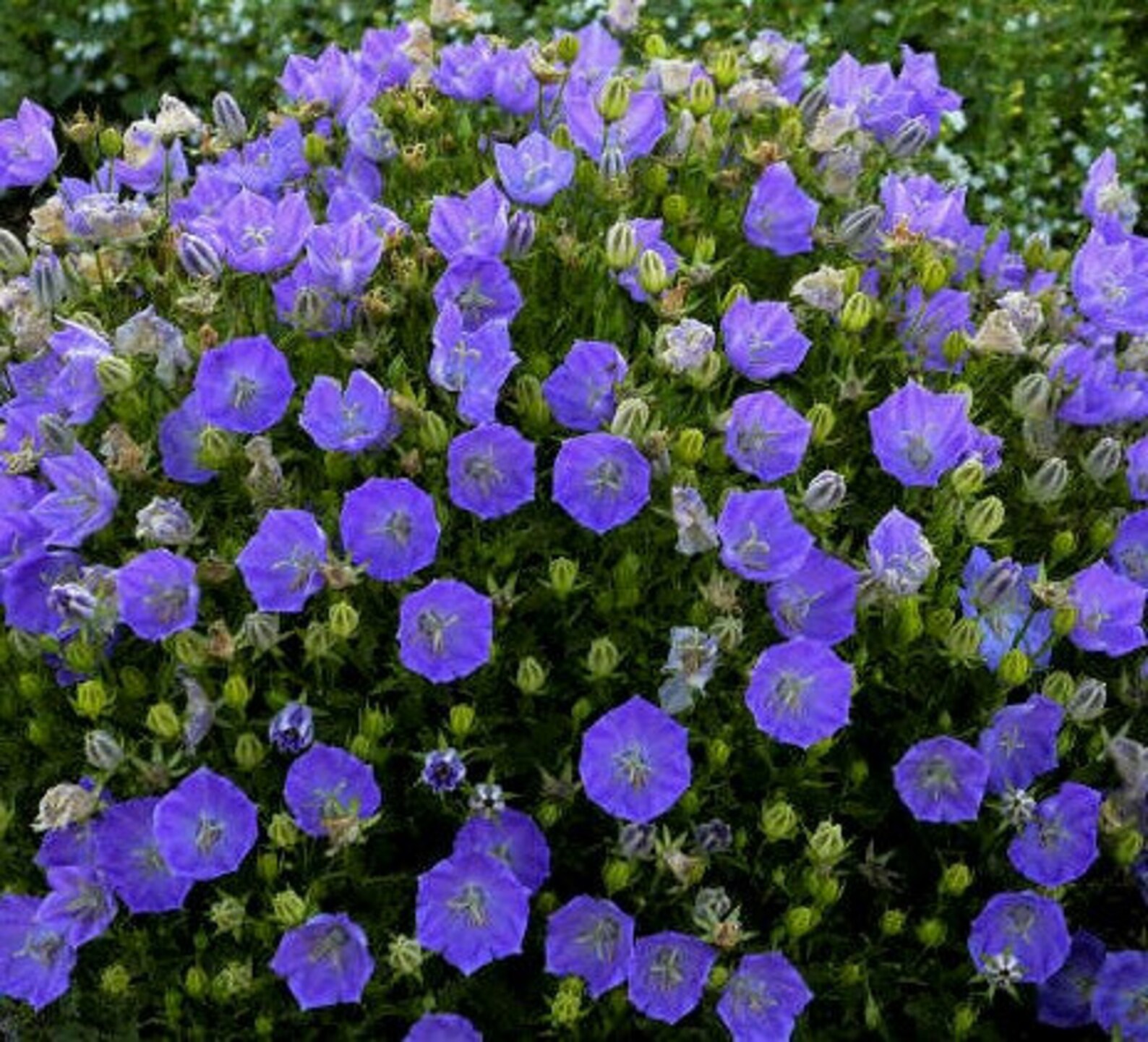 100 SeedsTussock Blue Bell Flower Seedspv412Campanula Etsy