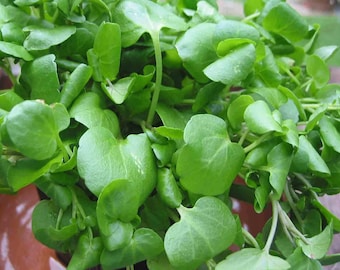 有機クレソン（Nasturtium Officinale）の種子 - Etsy 日本