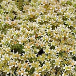 50 Samen- Sedum Acre Oktoberfest Samen -Q088-- Schnell wachsendes und trockenheitsresistenter Sedum- Ausgezeichneter mehrjähriger Sedum Bodendecker