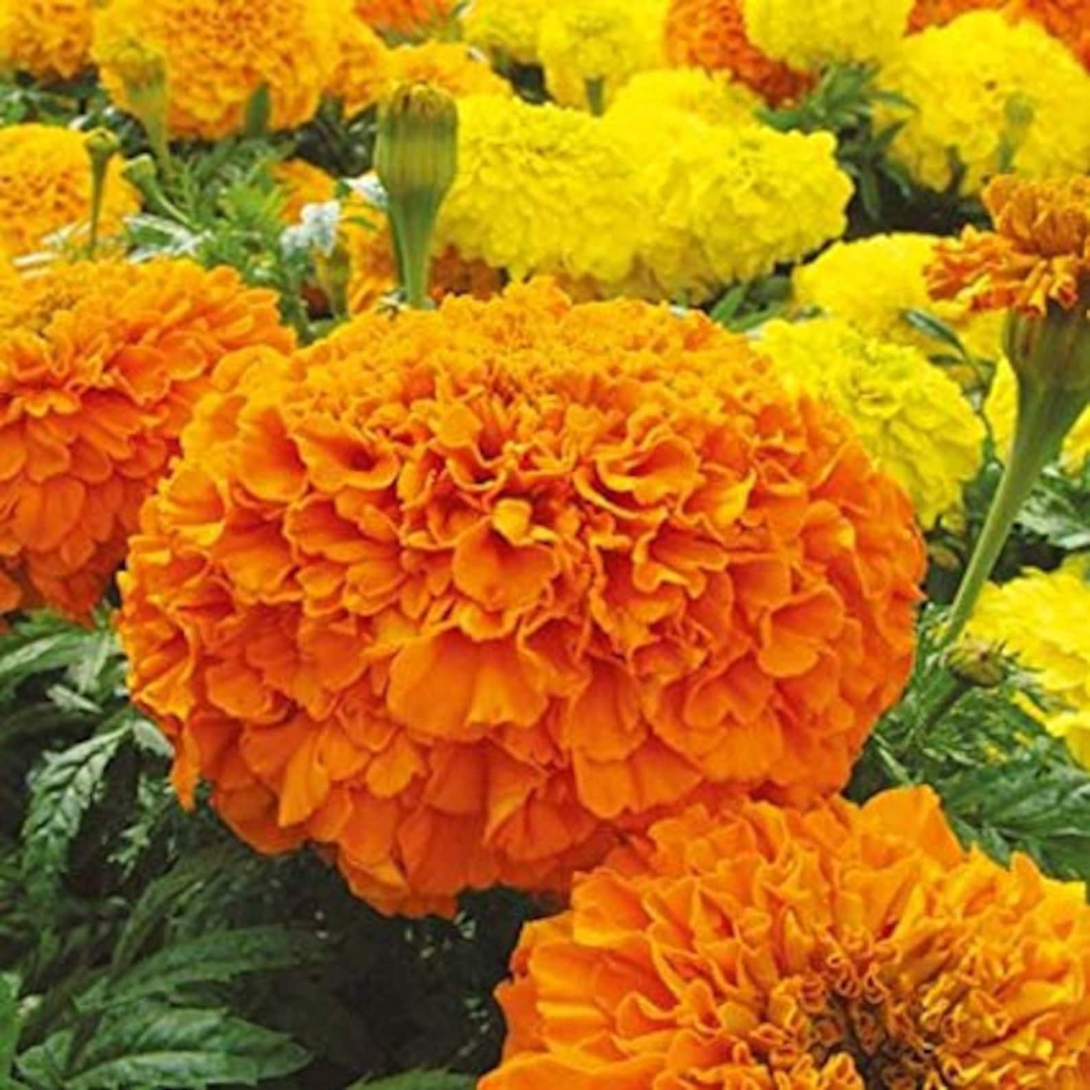 50 Seedsafrican Marigold Crackerjack Flower Seeds Mixed Etsy Canada
