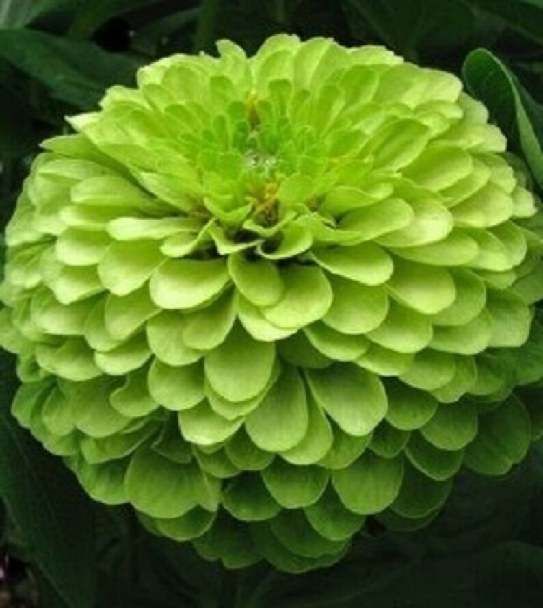 30 Seedszinnia Elegans Lime Flower Seedspv503 Envy Lime Etsy Canada