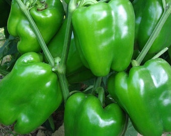 50 Seeds-Early Calwonder Bell Pepper Seeds--Capsicum Annuum- Non GMO-Sweet and  and Mild Flavored Pepper--Green Pepper-Z042