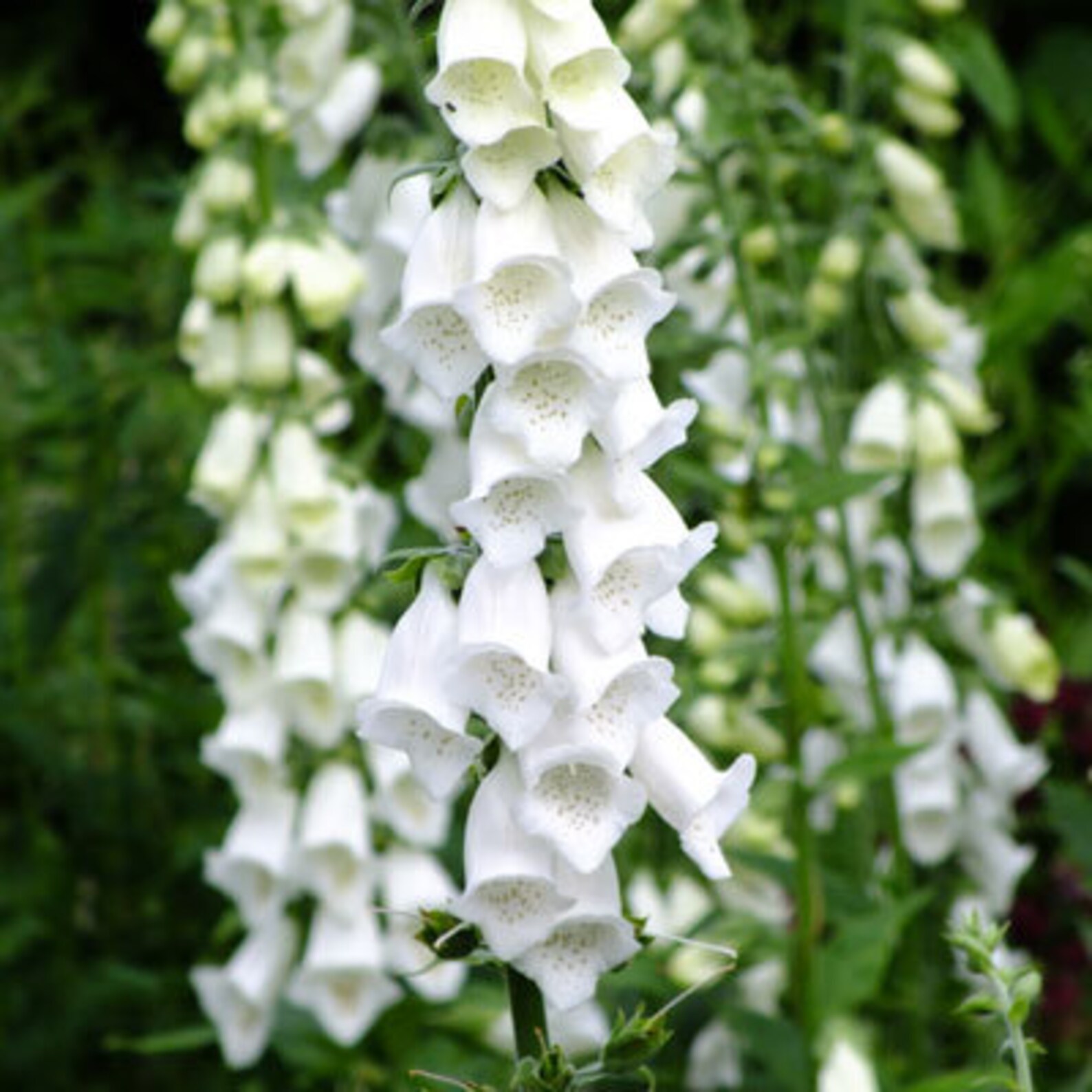 50 Seeds White Foxglove Flower Seeds Digitalis Etsy Canada