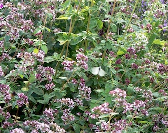 500 Seeds- Oregano Perennial Herb Organic Seeds-Origanum Vulgare-J019-Non GMO-Tasty Culinary Herb