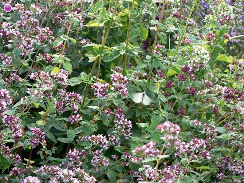 100 Wild Marjoram Plant SeedOregano Marjoram Etsy