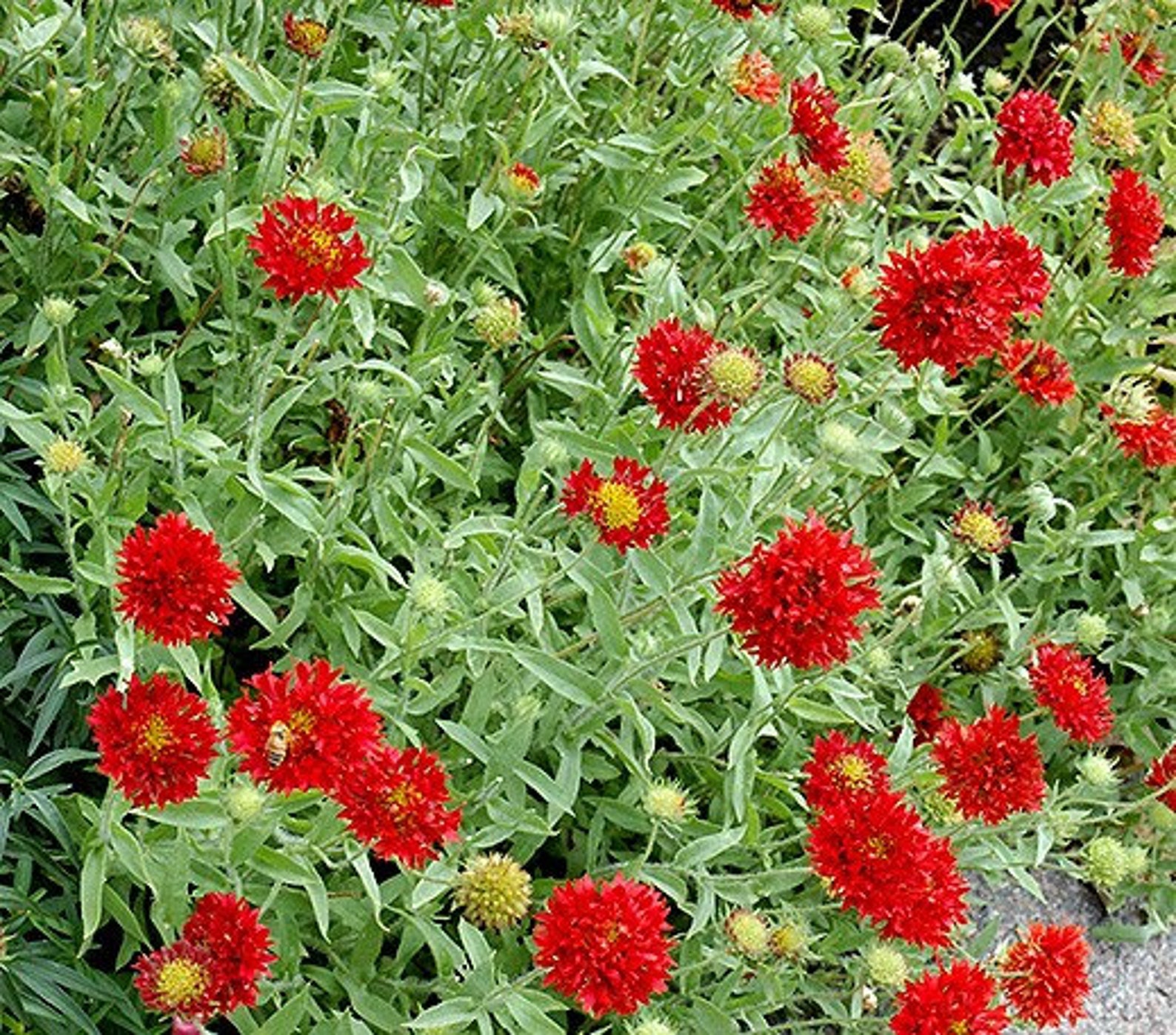 25 Seeds Red Blanket Flower Seeds gaillardia Pulchella Etsy Canada 25 seeds red blanket flower seeds gaillardia pulchella etsy canada