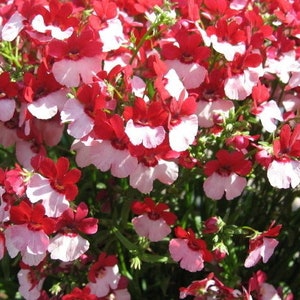 Puede incluir: Un grupo de flores vibrantes de color rojo y blanco con pétalos delicados. Las flores están dispuestas en un grupo denso, creando una hermosa muestra de color.