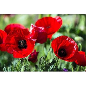 500 Graines-Graines de fleurs de maïs rouge de pavot-Papaver Rhoes-pv313-Hardy annuel-Grand pour fleur coupée/arrangements floraux/symbole du souvenir