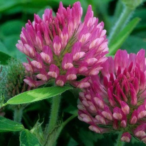 1000 Graines-Organic Red Clover heirloom Seeds-Non OGM- Trifolim Pratense-pv160-Beebread-Cow Clover-Perennial