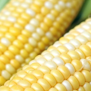 May include: Close-up of two ears of corn, with alternating rows of yellow and white kernels. The fresh corn has a vibrant colour palette, and is a staple in many cuisines.