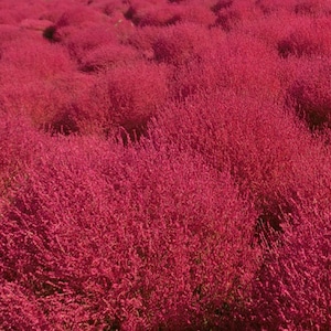 Pode incluir: Um campo de flores rosa vibrantes, criando uma paisagem exuberante e colorida.