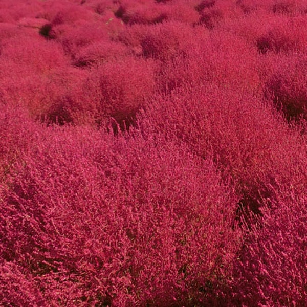 50 semi-Burning Bush Seeds-Kochia Scoparai Seeds-J037- Bassia scoparia-Oval Shaped Color Changing Annual Beauty
