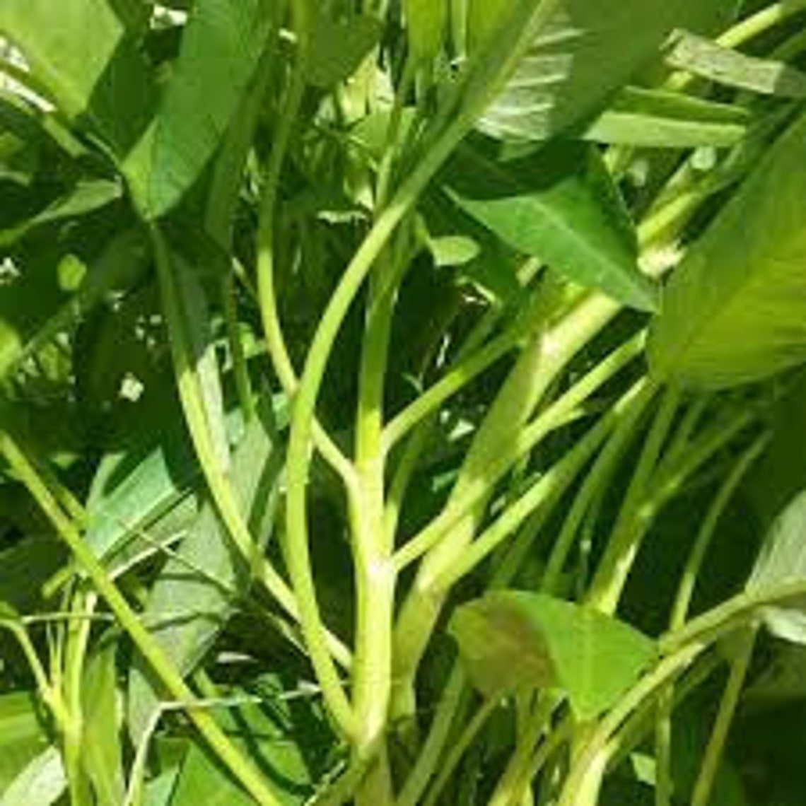 30 Seedswater Spinach Seedsipomoea AQUATICAZ018 Water Etsy Canada