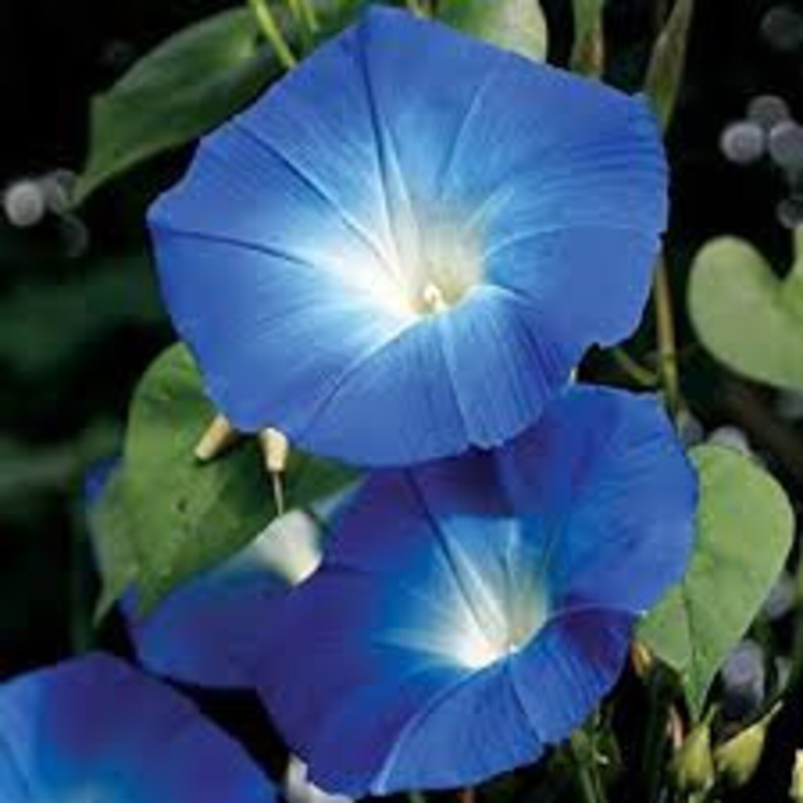 20 Seedsrare Morning Glory Heavenly Blue Flower Etsy