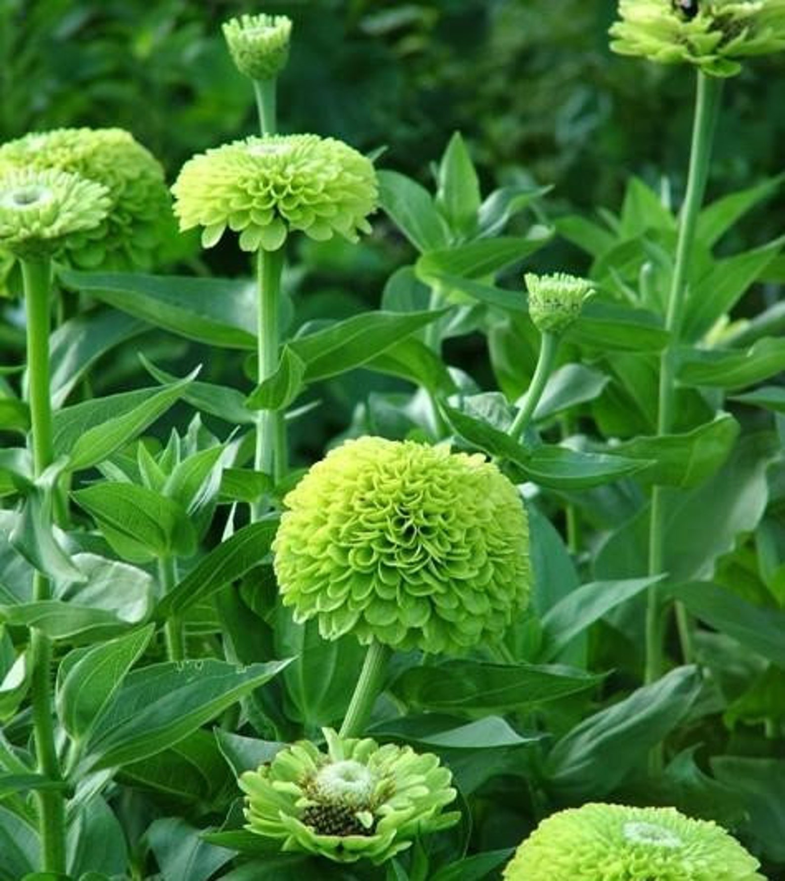 30 Seedszinnia Elegans Lime Flower Seedspv503 Envy Lime Etsy Canada