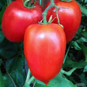 25 zaden-Amish Paste Roma Tomato Seeds-Non GMO-Heirloom-Z107-Lycopersicum Esculentum-Beste tomaat voor sauzen/pasta's: rijpt in 70-75 dagen