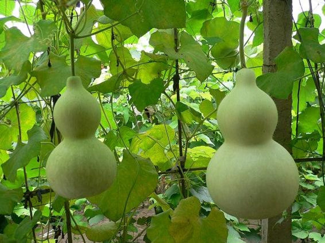 10 Seeds Ornamental Birdhouse Gourd SeedsCalabash Etsy