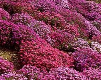 100 nasion - rzeżucha czerwona kaskadowa - doskonała bylina okrywowa - idealna do ogrodów skalnych - pv183 - Cultorum - Superbissima Cascade