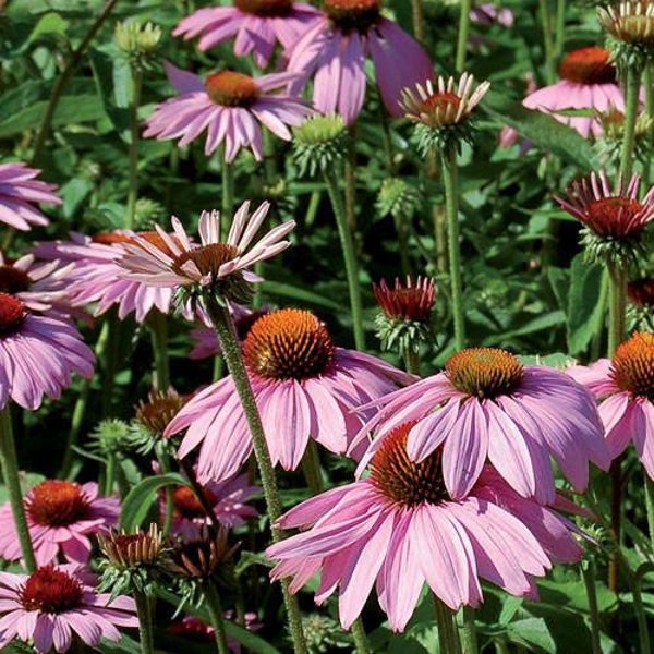 100 Seeds-Echinace Purpurea Coneflower Seeds-Medicinal Plant-Purple Echinecea(Non GMO)Purple Coneflower-Beautiful/ Beneficial Perennial-J023