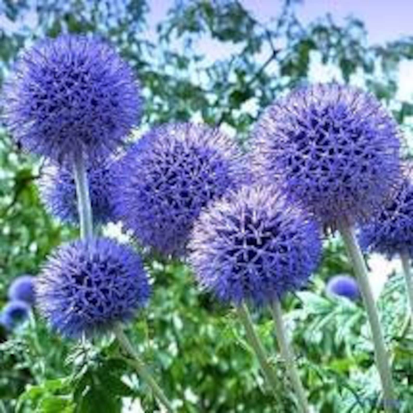 25 Seeds Blue Globe Thistle Flower SeedsBlue Glow Echinops Etsy