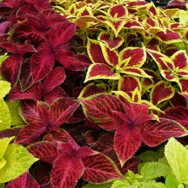 50 Seeds- Ornamental  Coleus Hybridus Mix Plant Seeds-Solenostemon Scutellarioides---J026