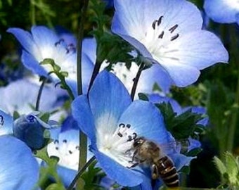 100 Samen-Baby Blaue Augen Nemophila Blumensamen-Menzie's Baby Blaue Augen-Nemophila Menziesii-Long Blooming Jahres-pv494