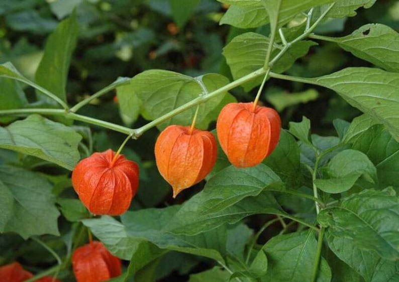 50 Seeds-Physalis Franchetti Flower Chinese Lantern Flower Seeds Strawberry Tomato-pv139-Physalis Alkekengi Excellent Perennial image 5