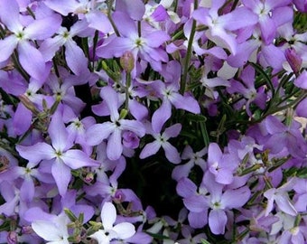 200 Seeds- Stocks Night Scented Flower Mix Seeds- Matthiola Bicornis-PV261-Excellent Annual