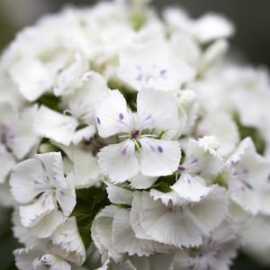 50 Seeds-White Dianthus Barbatus Flower Seeds-pv467-White Sweet William-Dianthus Barbatus Albus-Sweet William Dianthus