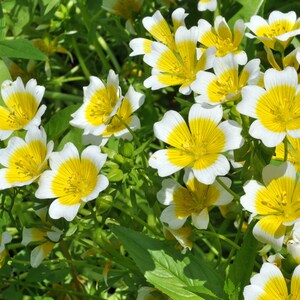 50粒の種子 - ポーチドエッグプラントの種子 - リムナンテス・ダグラスィイ - 蜂を誘引する一年生植物 - pv514 - 東で栽培 RHS ガーデン・オブ・メリット賞受賞