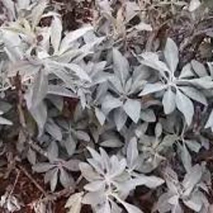 以下が含まれることがあります： 銀色の緑の葉を持つ茂みのクローズアップ。葉は大きく、ふわふわとした質感です。