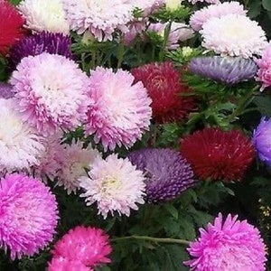 150 Seeds Giant Aster Mixed Colors organic easy to grow gift 150 Seeds Giant Aster Mixed Colors organic easy to grow gift