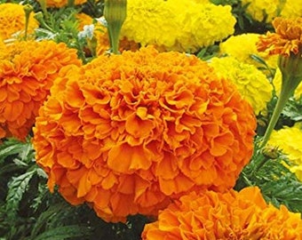 100 Seeds-Marigold Brocade Flower Seeds- Mixed African Marigold Tagetes-pv102 Marigold -Tall Sierra Orange-Beautiful Annual