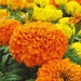 see more listings in the Flower Seeds section