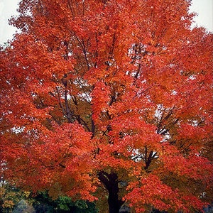20 Seeds-Red Maple Tree Seeds- Acer Rubrum-Soft Maple-Swamp Maple Tree-Water Maple Tree--Trident Red Maple- J059