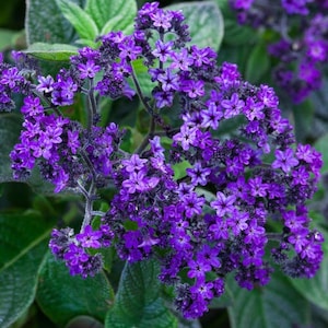 Può includere: Primo piano di una pianta con grappoli di piccoli fiori viola vibranti. I fiori sono densamente raggruppati, creando uno splendido spettacolo di colori. La pianta ha foglie e steli verdi.