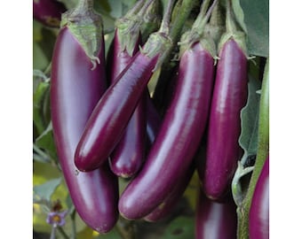 50 semi - Semi di melanzana viola lunga biologica - Non OGM - Varietà antica - Z122 - Solanum Melongena - Fingerling