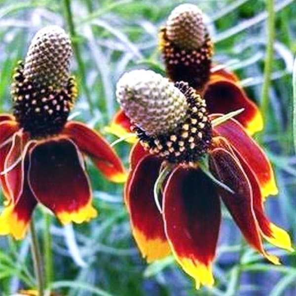 200 Seeds-Mexican Hat Sunflower Seeds- RATIBIDA COLUMNIFERA-pv129-Attracts Bees and Butterflies-Beautiful Perennial