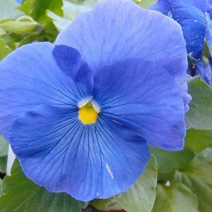 50 Seeds-Light Blue Pansy Swiss Seeds -Viola Wittrockiana-PV204-Crystal Light Blue-Excellent  Biennial