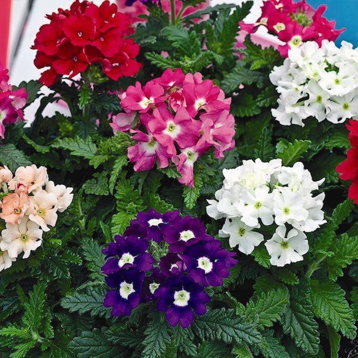 100 Seeds Verbena Mixed Hybrid Flower Seedspv155 Verbena Etsy Canada