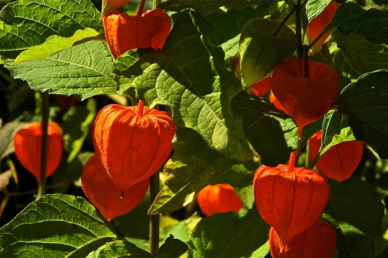 50 Seeds-Physalis Franchetti Flower Chinese Lantern Flower Seeds Strawberry Tomato-pv139-Physalis Alkekengi Excellent Perennial image 7