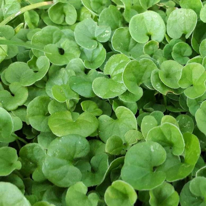 1000 Seeds Dichondra Repens Plant-Kidney Weed Lawn Leaf-PV259-Dichondra Pony Foot-Beautiful Perennial image 4