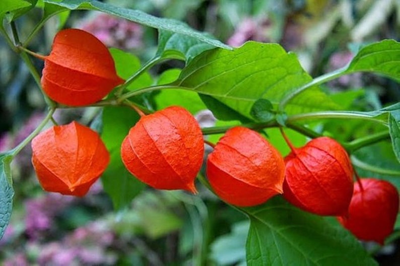 50 Seeds-Physalis Franchetti Flower Chinese Lantern Flower Seeds Strawberry Tomato-pv139-Physalis Alkekengi Excellent Perennial image 3